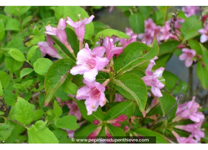 WEIGELA 'Stelzneri'