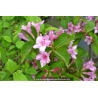 WEIGELA \'Stelzneri\'