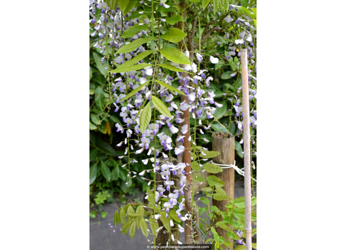 WISTERIA floribunda 'Violacea Plena'