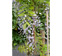 WISTERIA floribunda 'Violacea Plena'