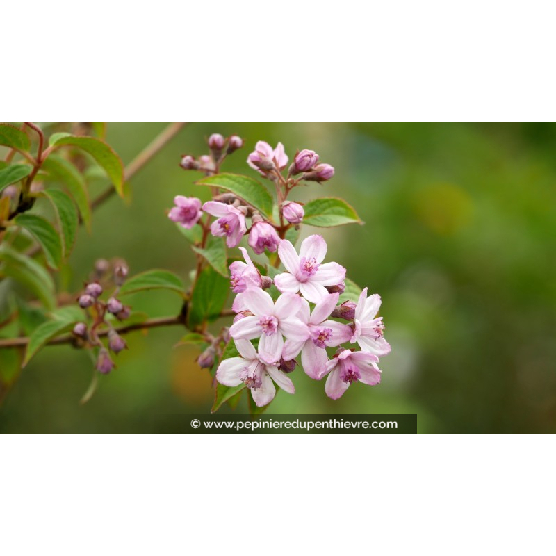 DEUTZIA x hybrida 'Mont Rose'