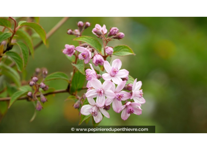 DEUTZIA x hybrida 'Mont Rose'