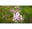 DEUTZIA x hybrida 'Mont Rose'