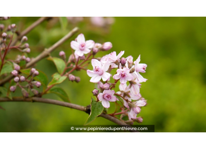 DEUTZIA x hybrida 'Mont Rose'
