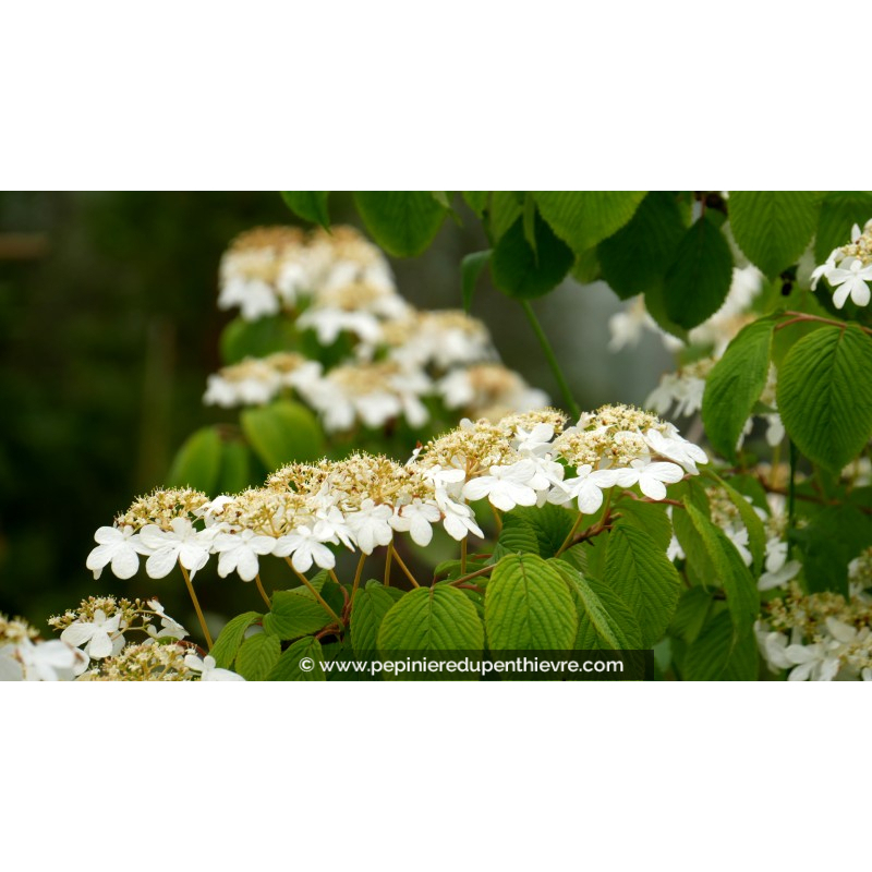VIBURNUM plicatum 'Mariesii'