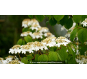 VIBURNUM plicatum 'Mariesii'