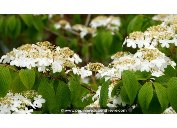 VIBURNUM plicatum 'Mariesii'