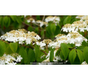 VIBURNUM plicatum 'Mariesii'