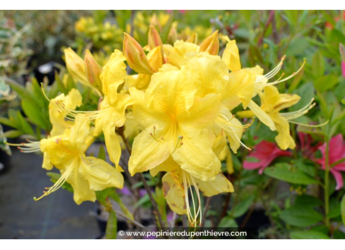 AZALEA mollis 'Anneke' (jaune)