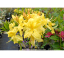 AZALEA mollis 'Anneke' (jaune)