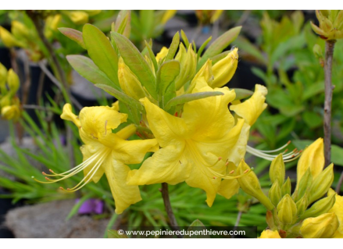 AZALEA mollis 'Anneke' (jaune)