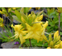 AZALEA mollis 'Anneke' (jaune)