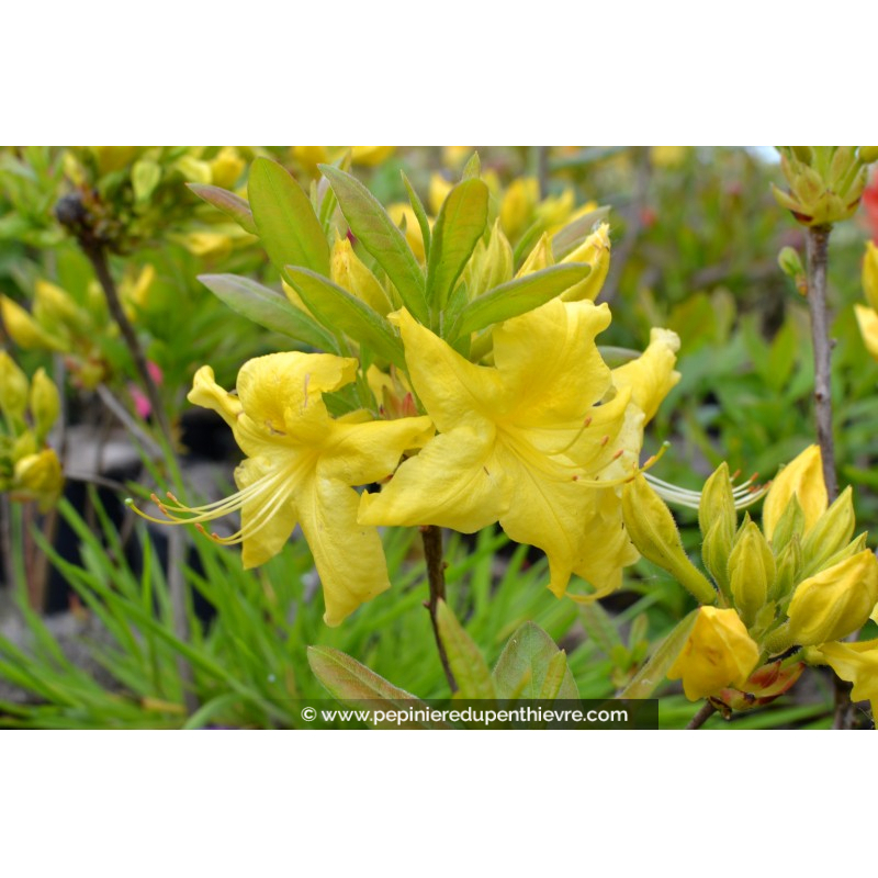 AZALEA mollis 'Anneke' (jaune)