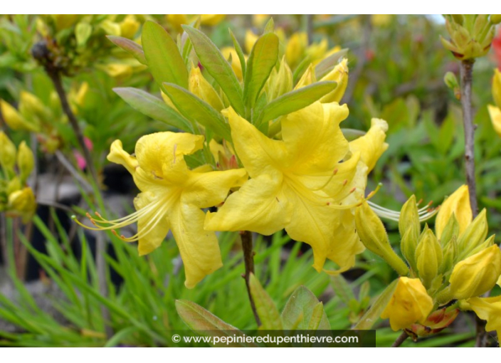 AZALEA mollis 'Anneke' (jaune)