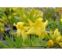 AZALEA mollis 'Anneke' (jaune)