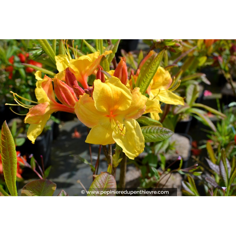 AZALEA mollis 'Golden Sunset'