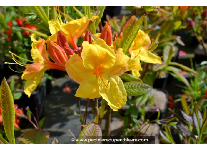 AZALEA mollis 'Golden Sunset'