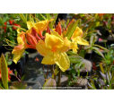 AZALEA mollis 'Golden Sunset'