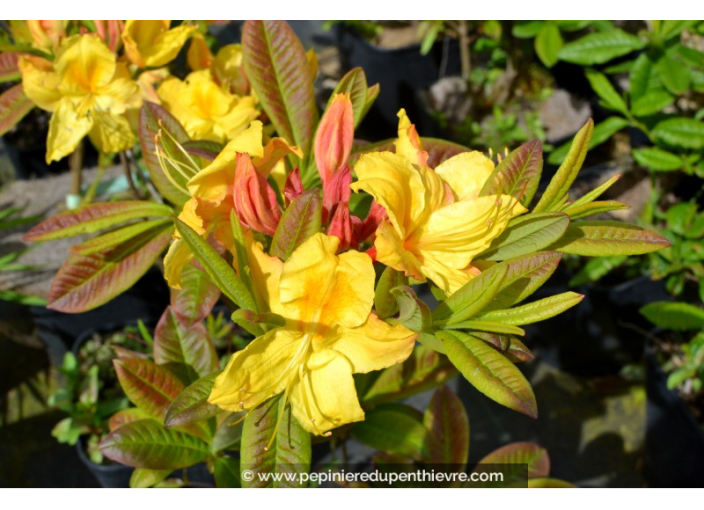 AZALEA mollis 'Golden Sunset'