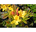 AZALEA mollis 'Golden Sunset'