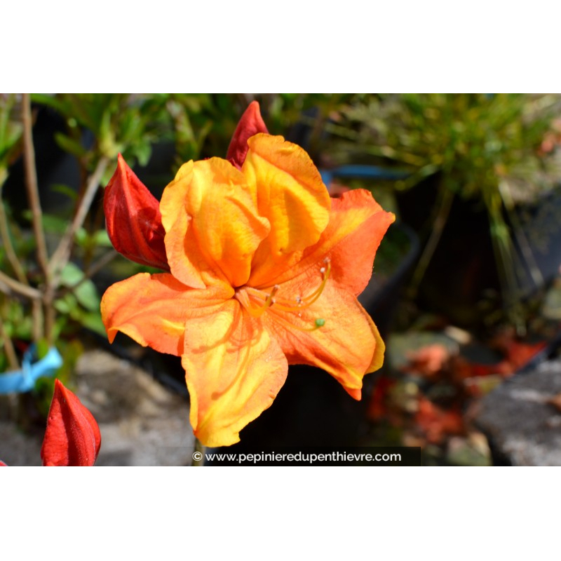 AZALEA mollis 'Glowing Embers' (rouge orangé)