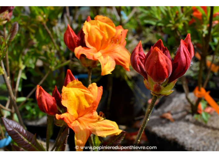 AZALEA mollis 'Glowing Embers' (rouge orangé)