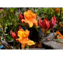 AZALEA mollis 'Glowing Embers' (rouge orangé)