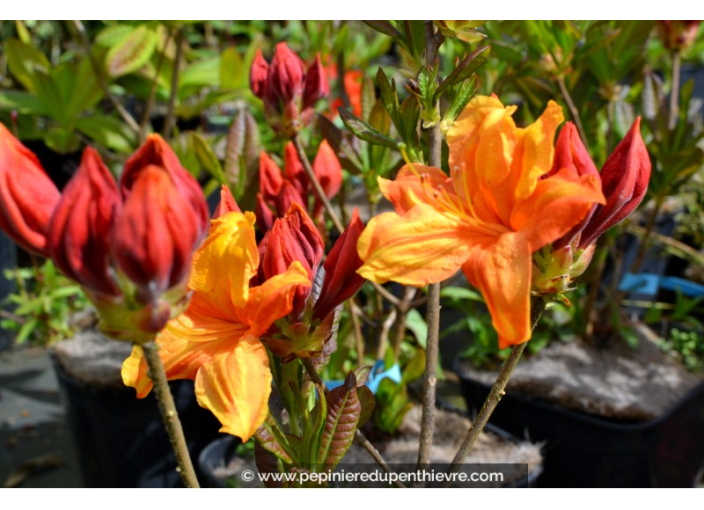 AZALEA mollis 'Glowing Embers' (rouge orangé)