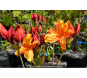 AZALEA mollis 'Glowing Embers' (rouge orangé)