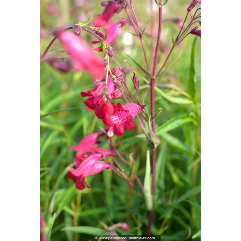 PENSTEMON x 'Garnet'