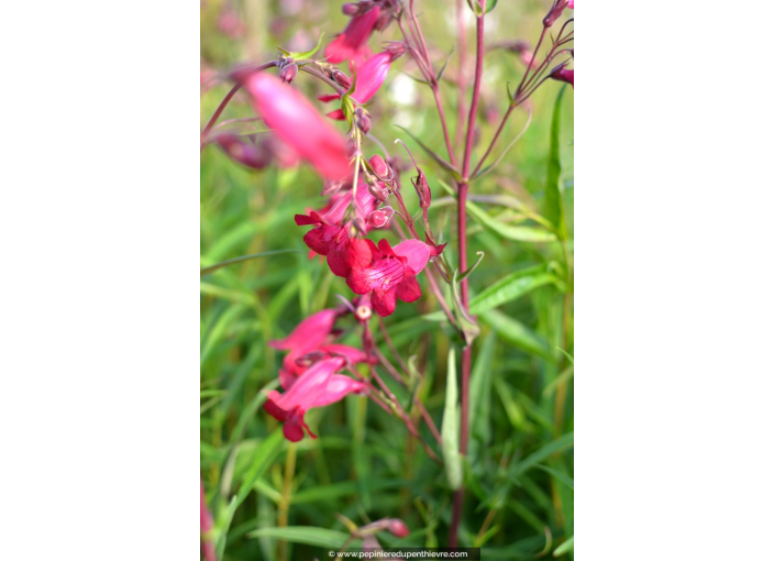 PENSTEMON x 'Garnet'