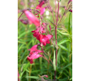 PENSTEMON x 'Garnet' PENSTEMON x 'Garnet'