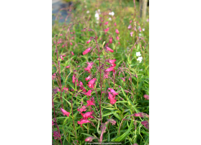 PENSTEMON x 'Garnet' PENSTEMON x 'Garnet'