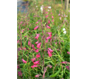 PENSTEMON x 'Garnet' PENSTEMON x 'Garnet'