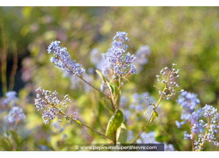 CEANOTHUS x delileanus 'Gloire de versailles' CEANOTHUS x delileanus 'Gloire de versailles'