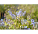 CEANOTHUS x delileanus 'Gloire de versailles' CEANOTHUS x delileanus 'Gloire de versailles'
