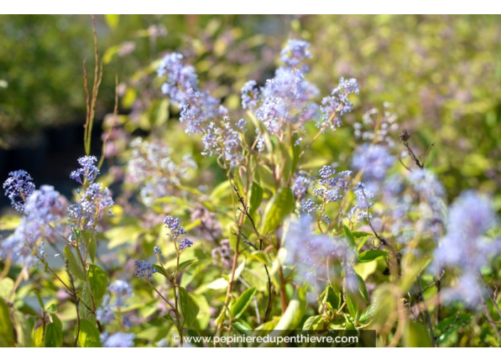 CEANOTHUS x delileanus 'Gloire de versailles' CEANOTHUS x delileanus 'Gloire de versailles'