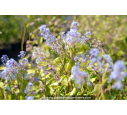 CEANOTHUS x delileanus 'Gloire de versailles' CEANOTHUS x delileanus 'Gloire de versailles'