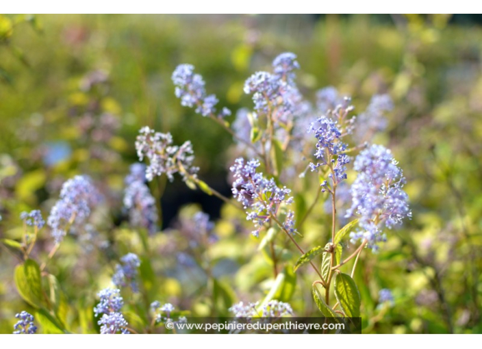 CEANOTHUS x delileanus 'Gloire de versailles' CEANOTHUS x delileanus 'Gloire de versailles'