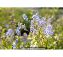 CEANOTHUS x delileanus 'Gloire de versailles' CEANOTHUS x delileanus 'Gloire de versailles'