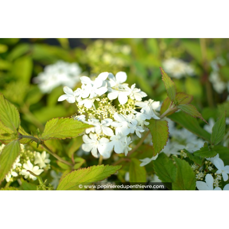VIBURNUM plicatum 'Watanabe'