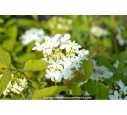VIBURNUM plicatum 'Watanabe'