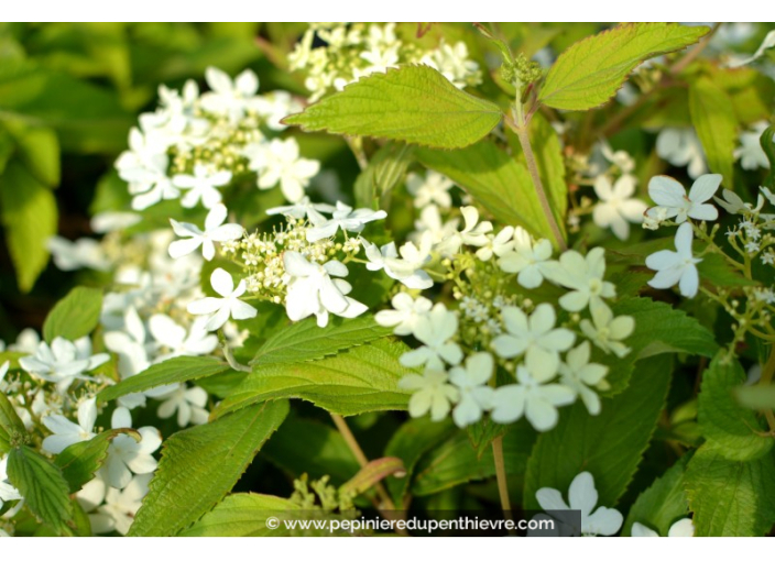 VIBURNUM plicatum 'Watanabe'