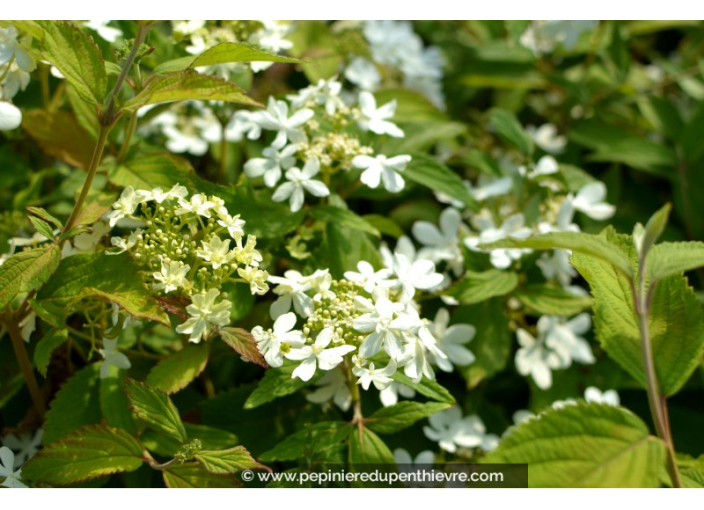 VIBURNUM plicatum 'Watanabe'