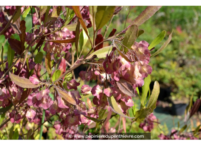 DODONEA viscosa 'Purpurea'