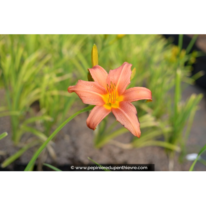 HEMEROCALLIS 'Pink Damask'