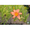 HEMEROCALLIS \'Pink Damask\'