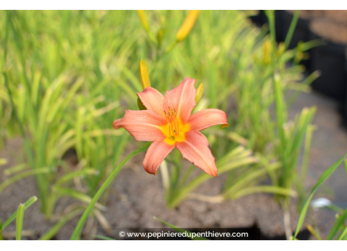 HEMEROCALLIS 'Pink Damask'