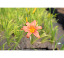 HEMEROCALLIS 'Pink Damask'