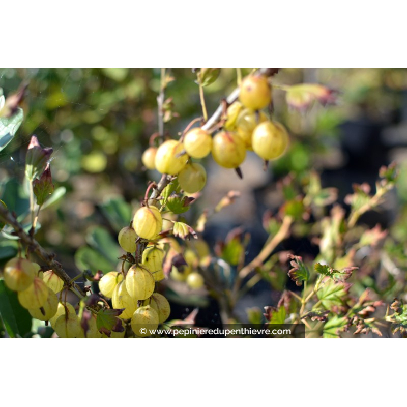 GROSEILLIER à maquereau 'White Smith'